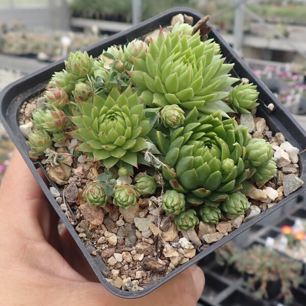 Sempervivum cv. Amazone (dw)