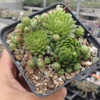 Sempervivum cv. Amazone (dw)