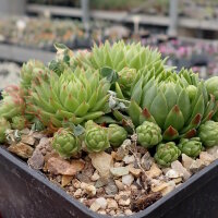 Sempervivum cv. Amazone (dw)