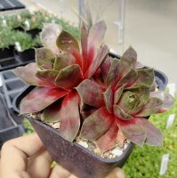 Sempervivum Palisander (dw)