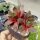 Sempervivum Palisander (dw)