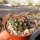 Echinocereus viridiflorus  ssp. chloranthus v. cylindricus