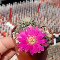 Sulcorebutia sedaei LH 1579