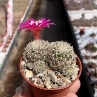 Sulcorebutia sedaei LH 1579