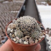 Sulcorebutia sedaei LH 1579