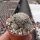 Sulcorebutia sedaei LH 1579