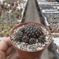 Sulcorebutia heinzii
