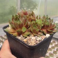 Sempervivum Rotkopf (dw)