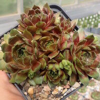 Sempervivum Rotkopf (dw)