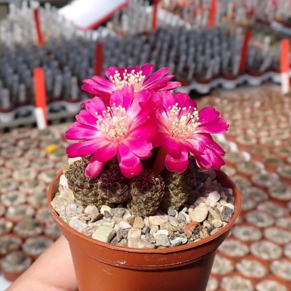 Sulcorebutia taratensis cv. Dichotoma