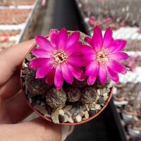 Sulcorebutia taratensis