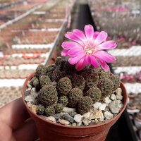 Sulcorebutia taratensis