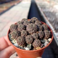 Sulcorebutia taratensis