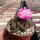 Sulcorebutia taratensis