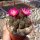 Sulcorebutia taratensis