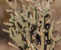 Cylindropuntia ramosissima (dw)