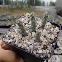 Cylindropuntia ramosissima (dw)