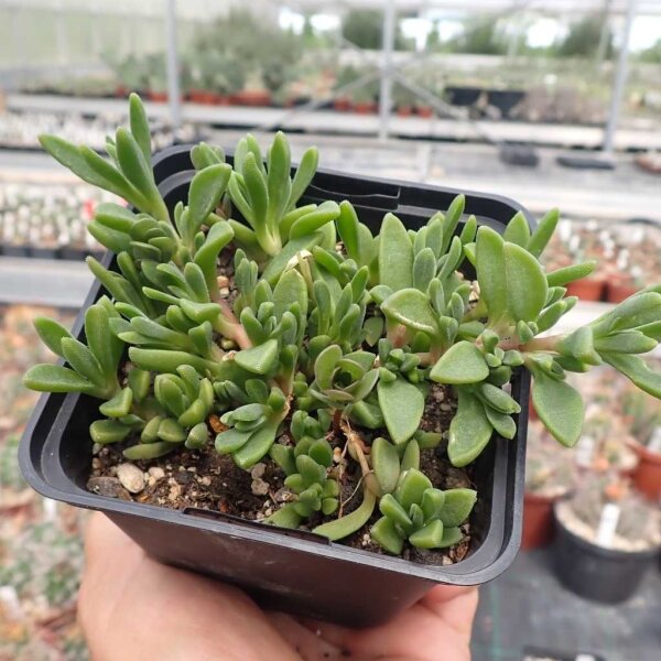 Delosperma obtusum cv. Pink Zulu (dw)
