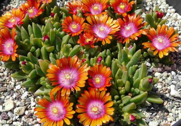 Delosperma cv. Indian Summer (dw)