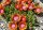Delosperma cv. Indian Summer (dw)