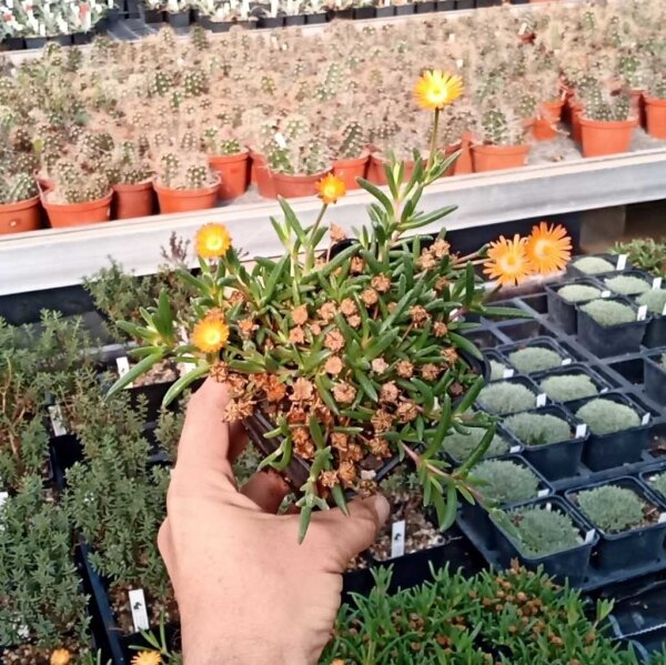 Delosperma cv. Mandarin (dw)