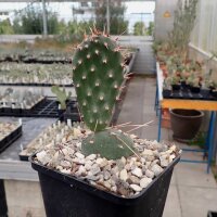 Opuntia phaeacantha cv. Dark Knight (dw)
