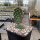 Opuntia phaeacantha cv. Dark Knight (dw)
