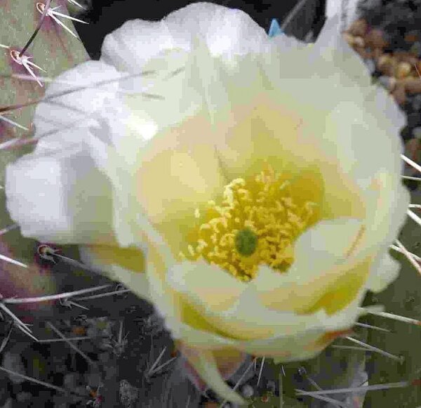 Opuntia polyacantha cv. Snowball (dw)
