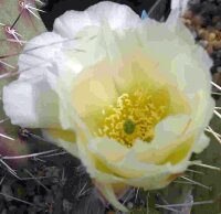 Opuntia polyacantha cv. Snowball (dw)