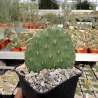 Opuntia polyacantha cv. Snowball (dw)