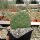 Opuntia polyacantha cv. Snowball (dw)