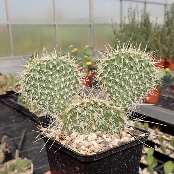 Opuntia polyacantha 1900 m Bandelier Nat. Mon. Santa Fe (dw)