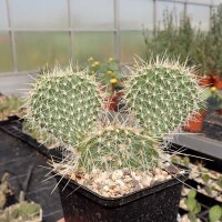 Opuntia polyacantha 1900 m Bandelier Nat. Mon. Santa Fe (dw)