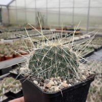 Opuntia polyacantha 1900 m Bandelier Nat. Mon. Santa Fe (dw)