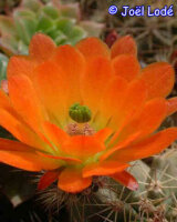 Echinocereus coccineus v.gurneyi, Marathon T x orange Blüten (dw)