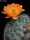 Echinocereus coccineus v.gurneyi, Marathon T x orange Blüten (dw)