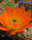 Echinocereus coccineus v.gurneyi, Marathon T x orange Blüten (dw)