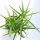 Aloe ciliaris cv. Aureiflora