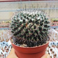 Mammillaria woodsii-Hybr
