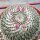 Mammillaria woodsii-Hybr