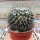 Mammillaria woodsii-Hybr