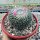 Mammillaria woodsii-Hybr