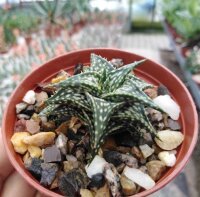 Aloe descoingsii cv. Widmaier   CITES, not outside EU