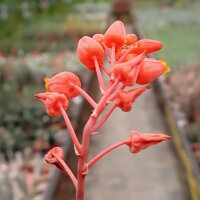 Aloe descoingsii cv. Widmaier   CITES, not outside EU