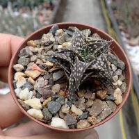 Aloe descoingsii cv. Widmaier   CITES, not outside EU