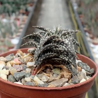 Aloe descoingsii cv. Widmaier   CITES, not outside EU