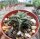Aloe descoingsii cv. Widmaier   CITES, not outside EU
