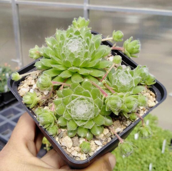 Sempervivum Spring Beauty (dw)