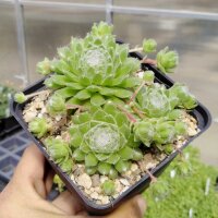 Sempervivum Spring Beauty (dw)