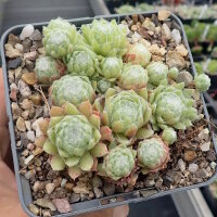 Sempervivum Spring Beauty (dw)